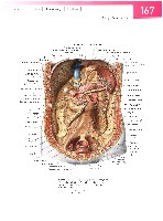 Sobotta  Atlas of Human Anatomy  Trunk, Viscera,Lower Limb Volume2 2006, page 174